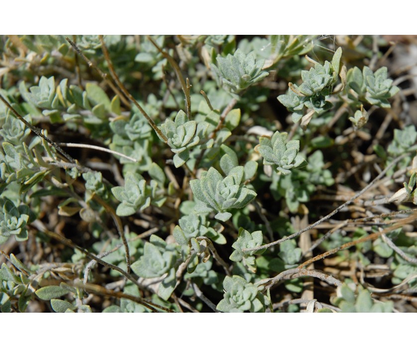 Mountain Alyssum